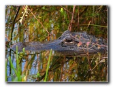 Everglades-Holiday-Park-Airboat-Ride-079