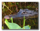 Everglades Holiday Park Airboat Tour