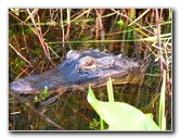 Everglades-Holiday-Park-Airboat-Ride-081