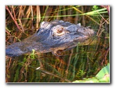 Everglades-Holiday-Park-Airboat-Ride-082