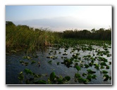 Everglades-Holiday-Park-Airboat-Ride-083