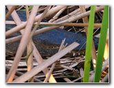 Everglades-Holiday-Park-Airboat-Ride-087