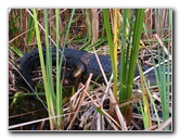 Everglades-Holiday-Park-Airboat-Ride-088