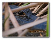 Everglades-Holiday-Park-Airboat-Ride-090