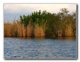 Everglades-Holiday-Park-Airboat-Ride-097