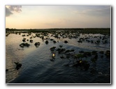 Everglades-Holiday-Park-Airboat-Ride-101