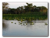 Everglades-Holiday-Park-Airboat-Ride-102