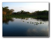 Everglades-Holiday-Park-Airboat-Ride-103