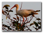 Everglades-Holiday-Park-Airboat-Ride-122