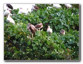 Everglades-Holiday-Park-Airboat-Ride-123