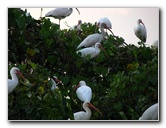 Everglades-Holiday-Park-Airboat-Ride-128