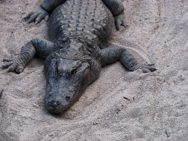 Everglades-Holiday-Park-Gator-Show-007