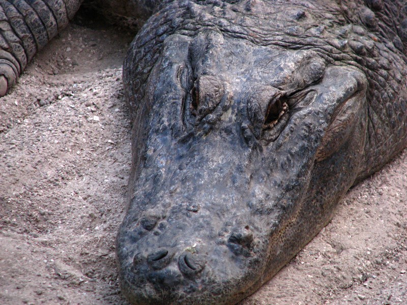 Everglades-Holiday-Park-Gator-Show-008