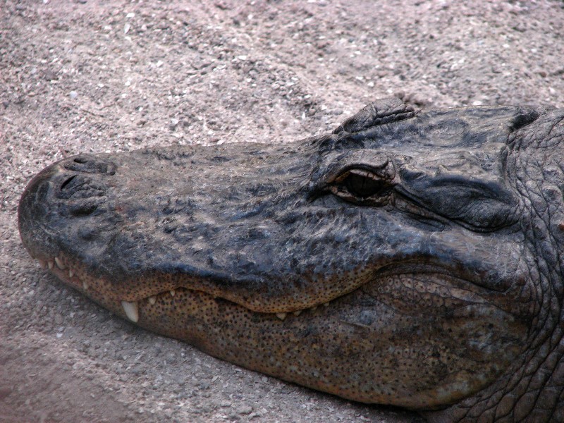 Everglades-Holiday-Park-Gator-Show-011