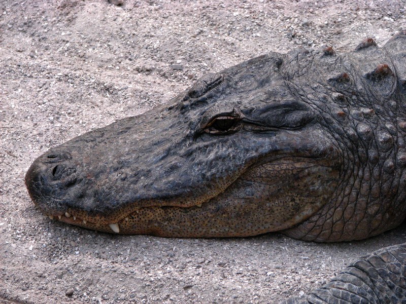 Everglades-Holiday-Park-Gator-Show-012