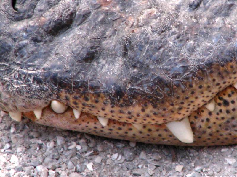 Everglades-Holiday-Park-Gator-Show-013