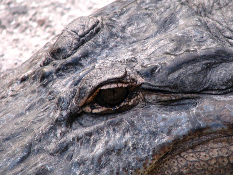 Everglades-Holiday-Park-Gator-Show-014