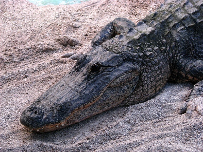 Everglades-Holiday-Park-Gator-Show-018