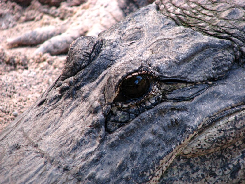 Everglades-Holiday-Park-Gator-Show-019