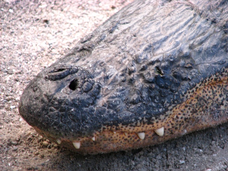 Everglades-Holiday-Park-Gator-Show-020