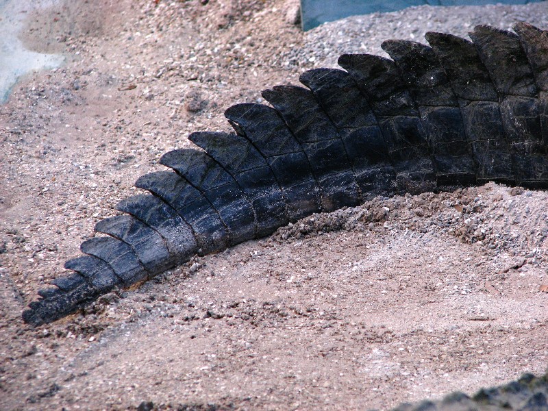 Everglades-Holiday-Park-Gator-Show-022