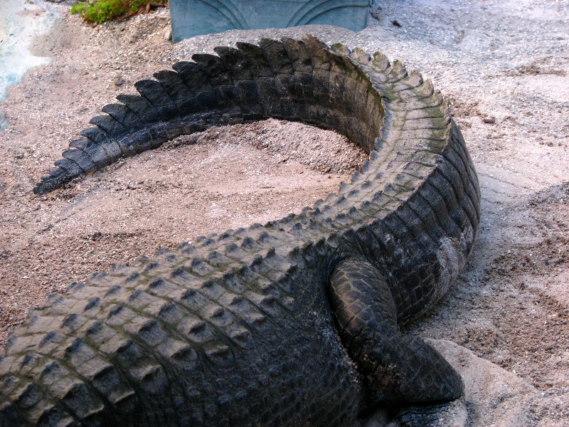 Everglades-Holiday-Park-Gator-Show-023