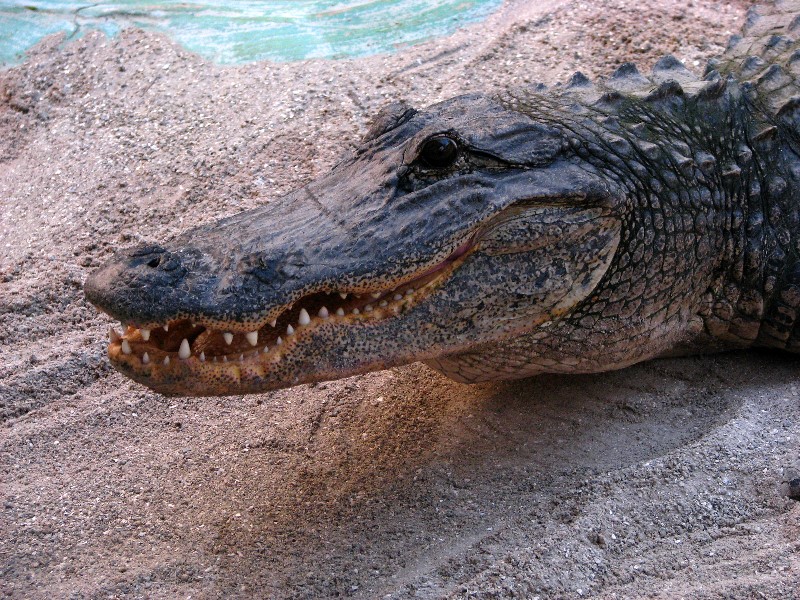 Everglades-Holiday-Park-Gator-Show-024