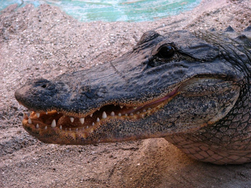 Everglades-Holiday-Park-Gator-Show-025