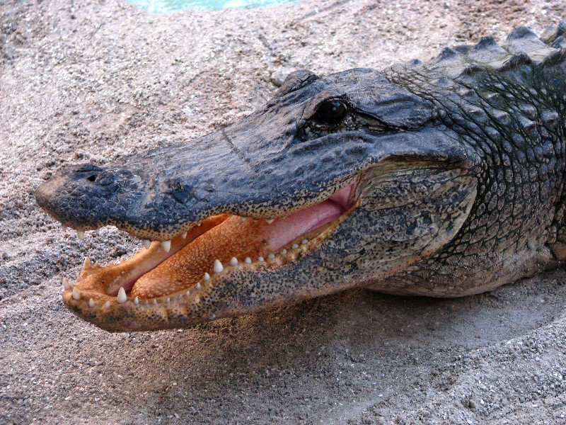 Everglades-Holiday-Park-Gator-Show-027