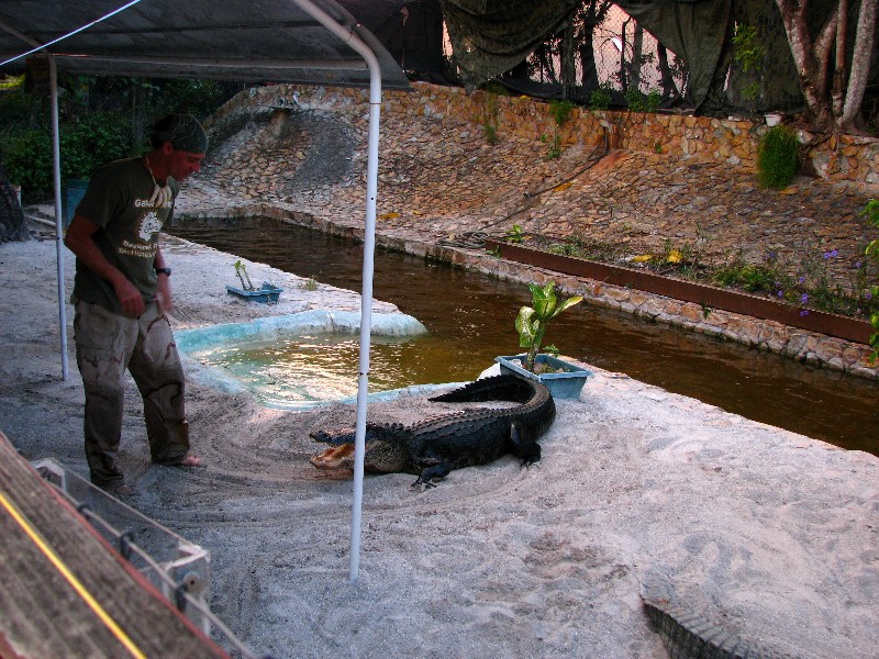 Everglades-Holiday-Park-Gator-Show-029