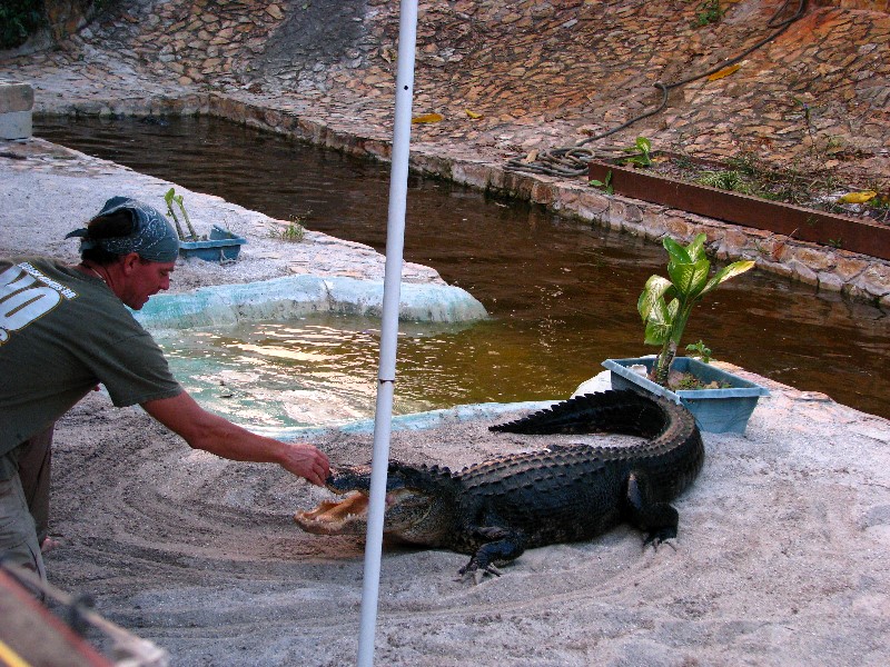 Everglades-Holiday-Park-Gator-Show-030