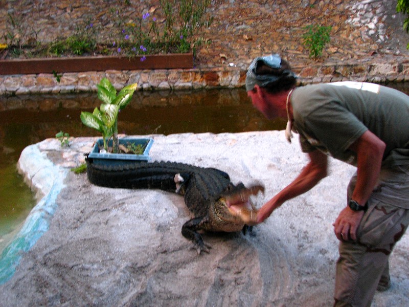 Everglades-Holiday-Park-Gator-Show-034