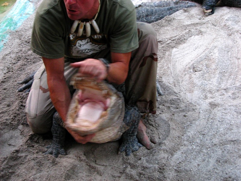 Everglades-Holiday-Park-Gator-Show-038