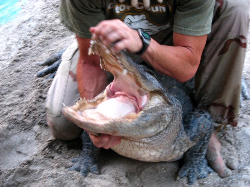 Everglades-Holiday-Park-Gator-Show-039