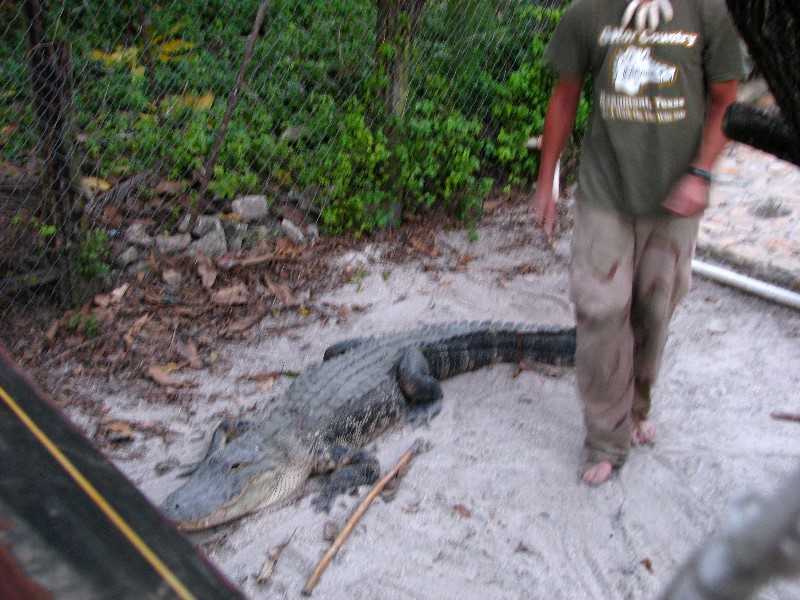 Everglades-Holiday-Park-Gator-Show-048