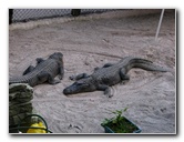 Everglades-Holiday-Park-Gator-Show-005