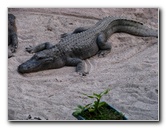 Everglades-Holiday-Park-Gator-Show-006