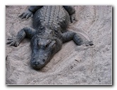 Everglades-Holiday-Park-Gator-Show-007