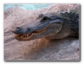 Everglades-Holiday-Park-Gator-Show-024