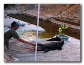 Everglades-Holiday-Park-Gator-Show-030