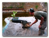 Everglades-Holiday-Park-Gator-Show-034