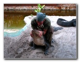 Everglades-Holiday-Park-Gator-Show-040