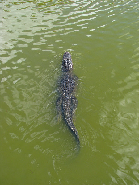 Everglades-National-Park-Homestead-FL-011