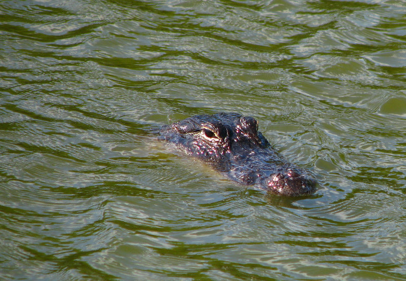 Everglades-National-Park-Homestead-FL-012