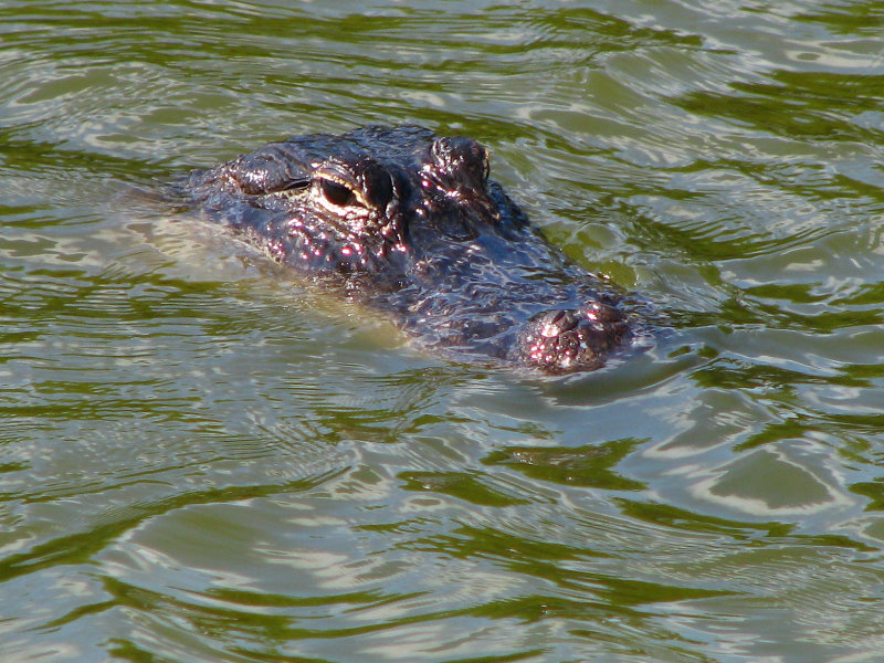 Everglades-National-Park-Homestead-FL-013