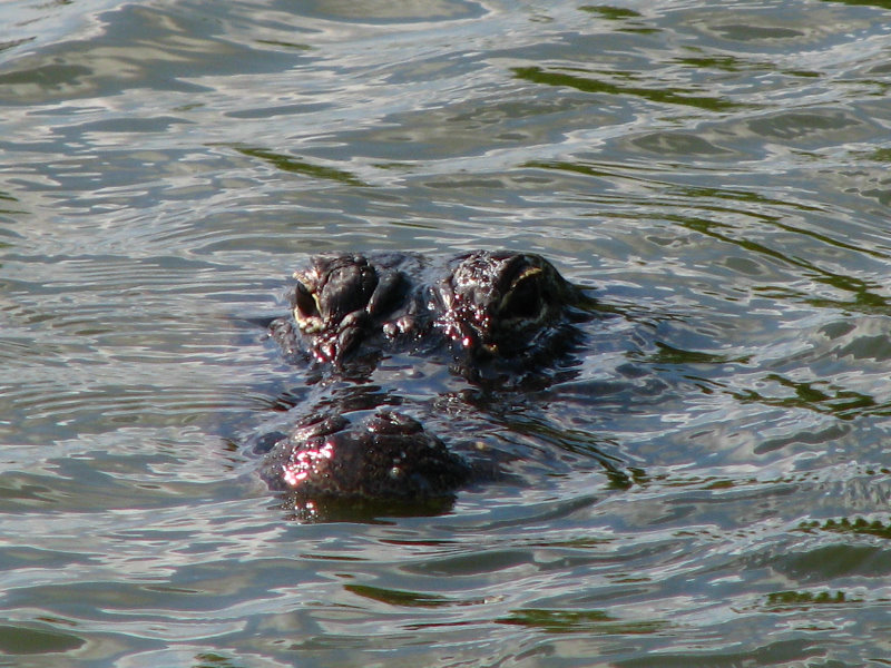 Everglades-National-Park-Homestead-FL-014