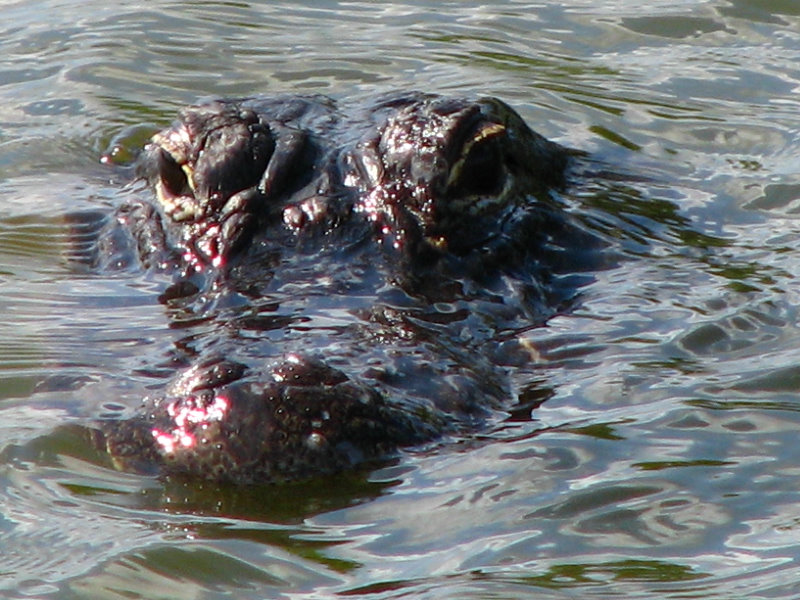 Everglades-National-Park-Homestead-FL-015