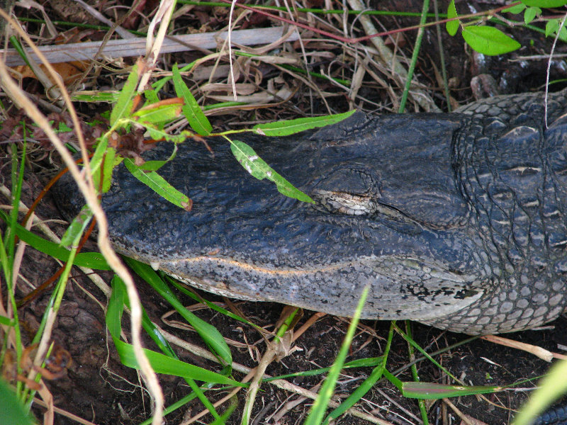 Everglades-National-Park-Homestead-FL-017