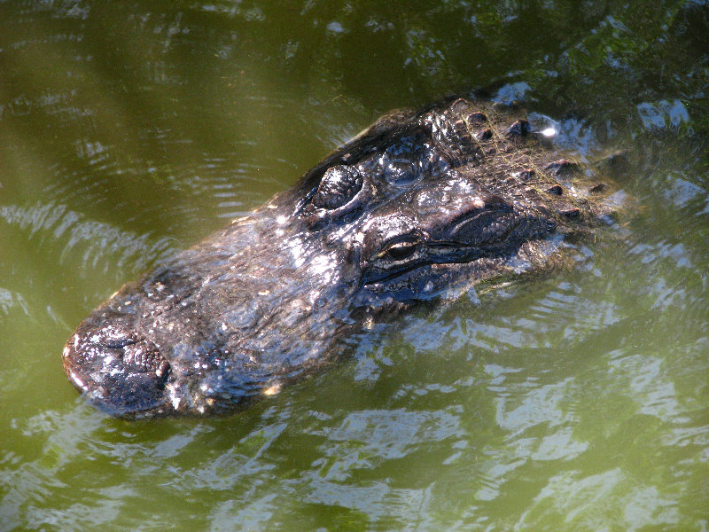 Everglades-National-Park-Homestead-FL-019