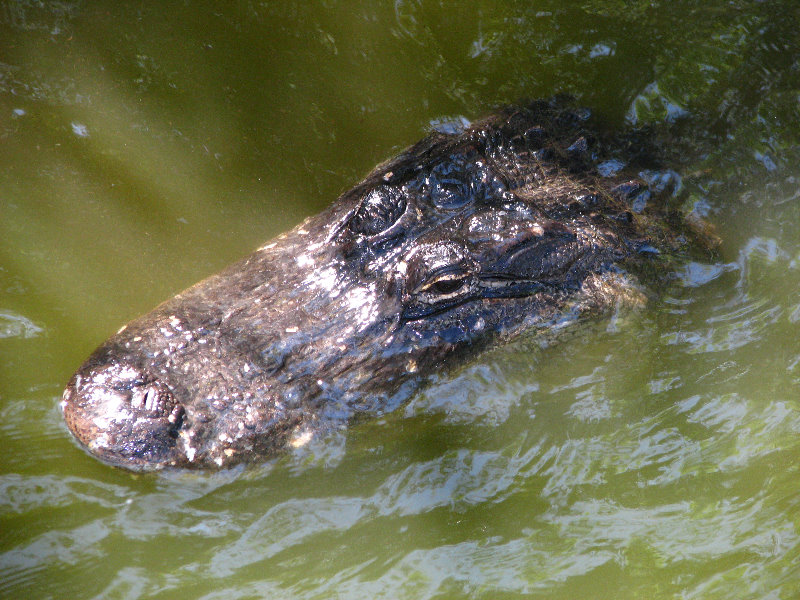 Everglades-National-Park-Homestead-FL-020